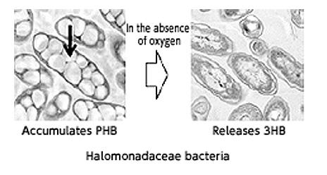 Halomonadaceae bacteria