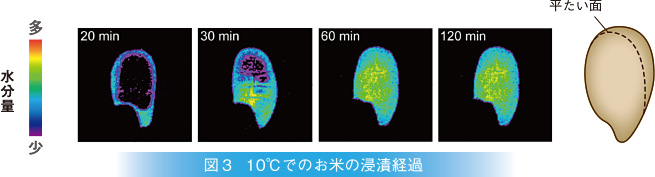 10℃でのお米の浸漬経過