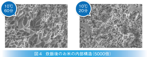 炊飯後のお米の内部構造（5000倍）