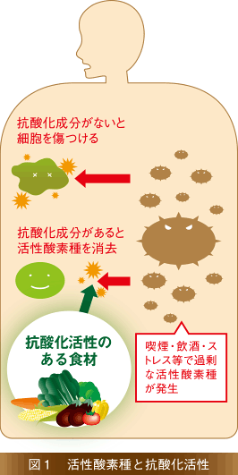 図1 活性酸素種と抗酸化活性