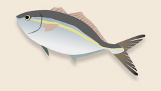 「おさかな天国」に学ぶ魚の健康効果