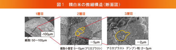 図1 精白米の微細構造（断面図）