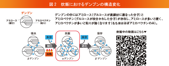 図2 炊飯におけるデンプンの構造変化