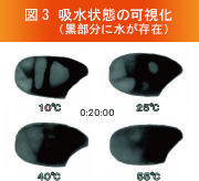 図3 吸水状態の可視化（黒部分に水が存在）