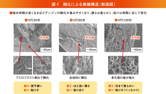 図4 糊化による微細構造（断面図）