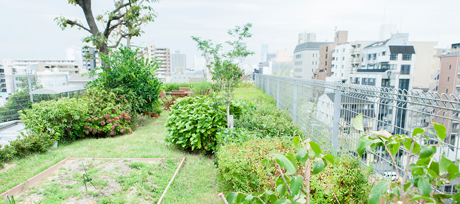 屋上の緑地の様子