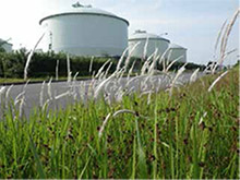 At Senboku LNG Terminal: Green belt planted with Cogon Grass