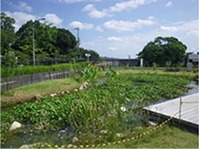 Biotope at Himeji LNG Terminal
