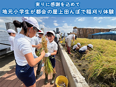 地元小学生が都会の屋上田んぼで稲刈り体験